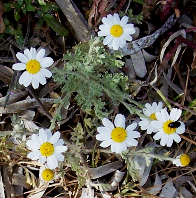 Anthemis sp.