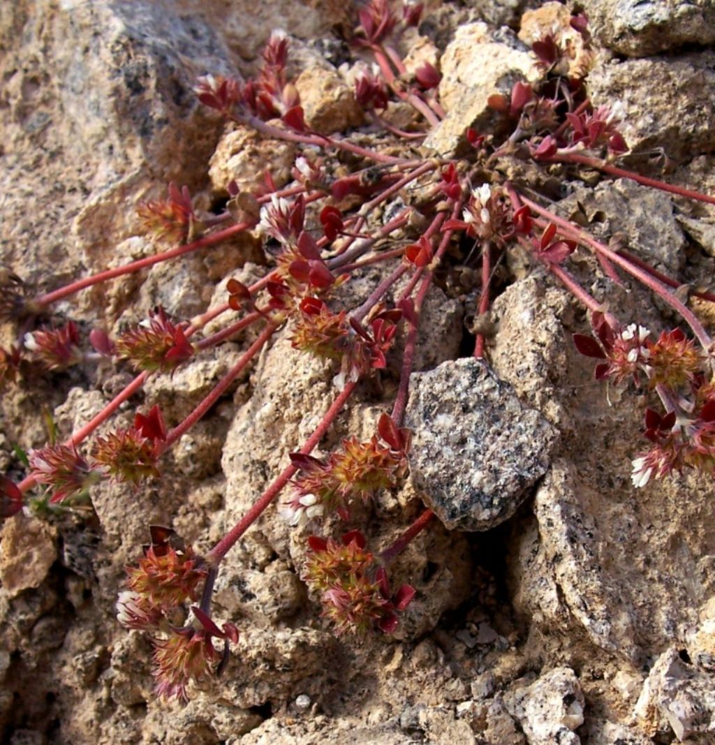 Trifolium scabrum