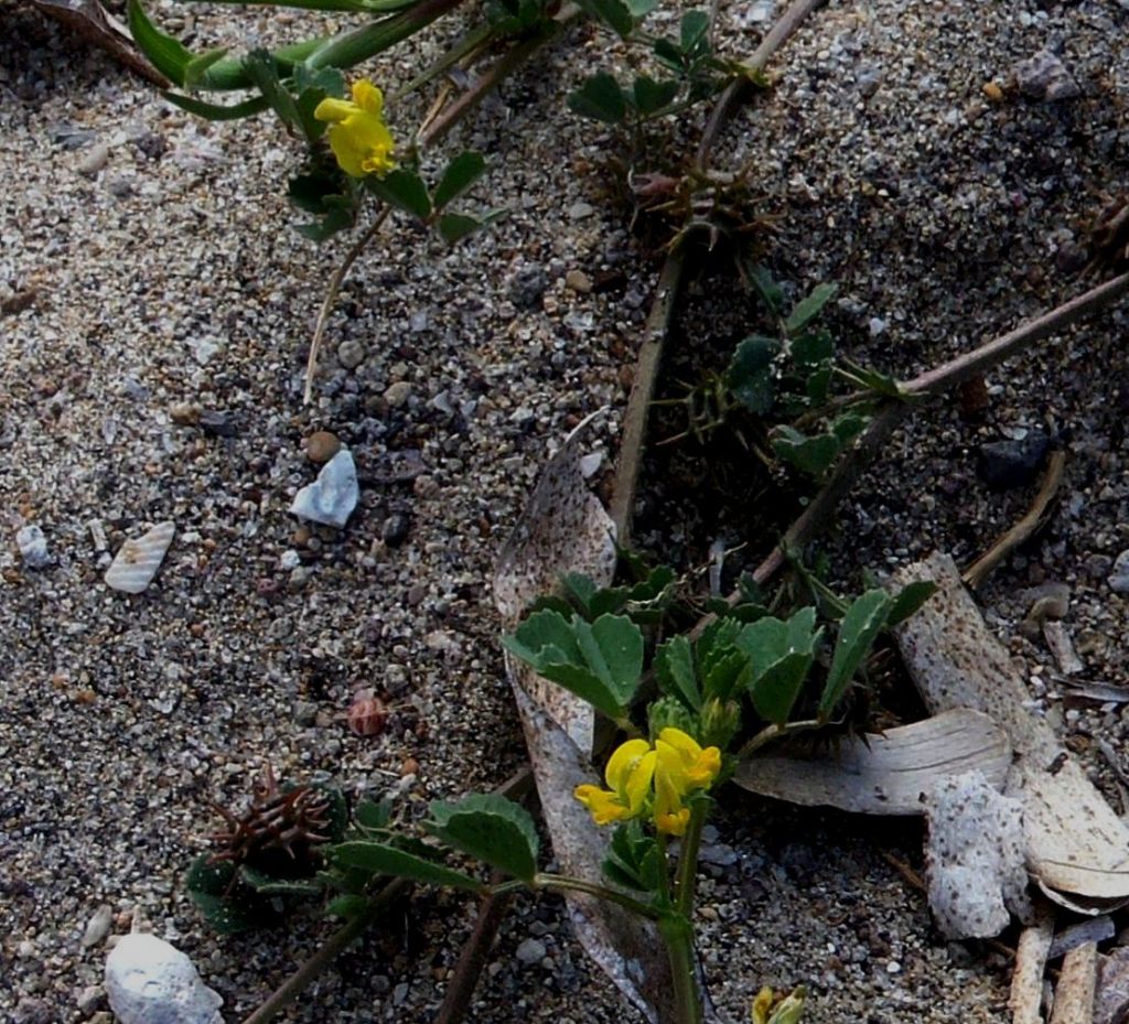 Medicago littoralis