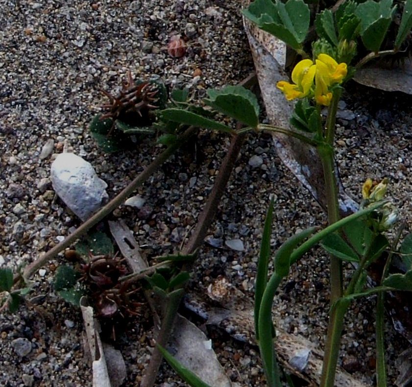 Medicago littoralis