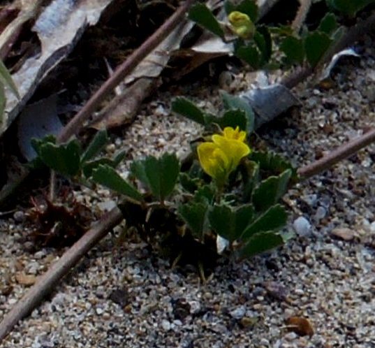 Medicago littoralis