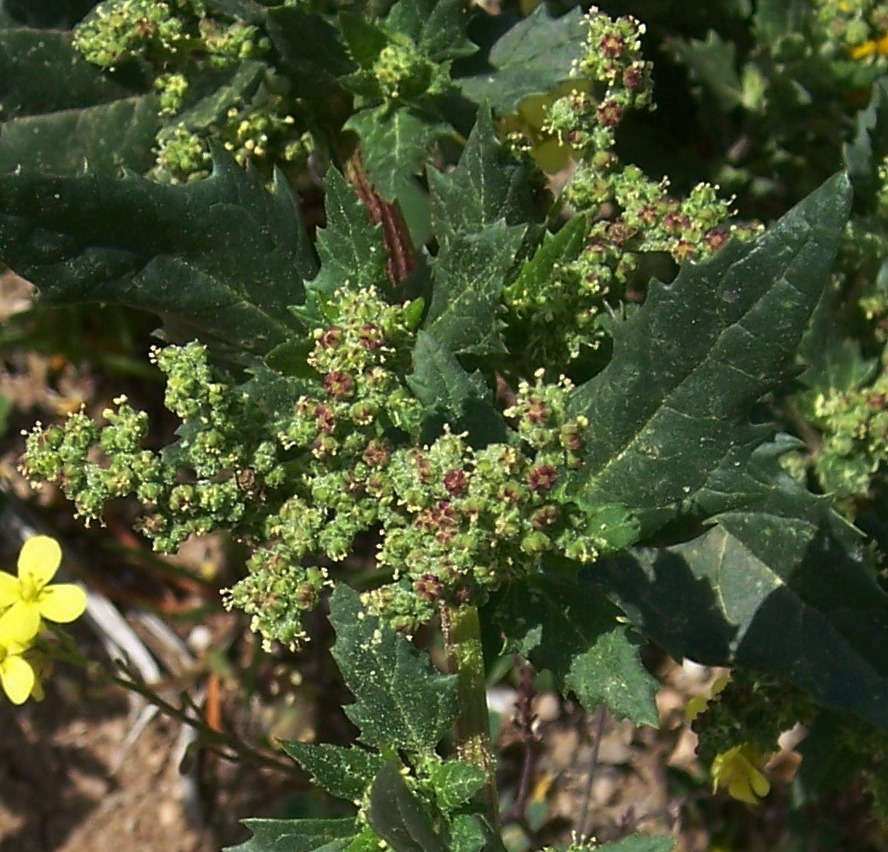 Chenopodium