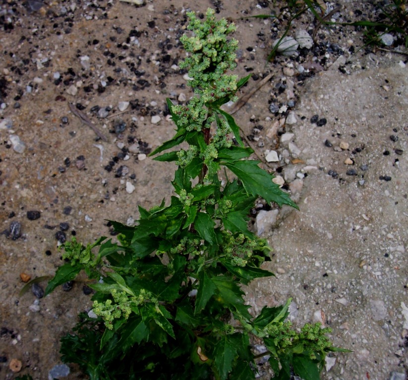 Chenopodium