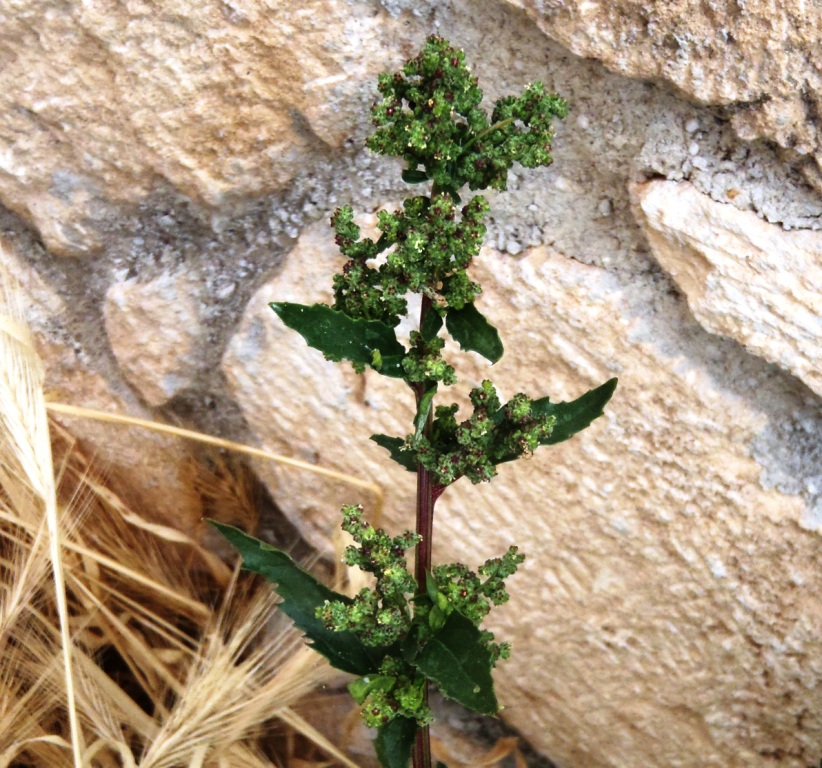 Chenopodium