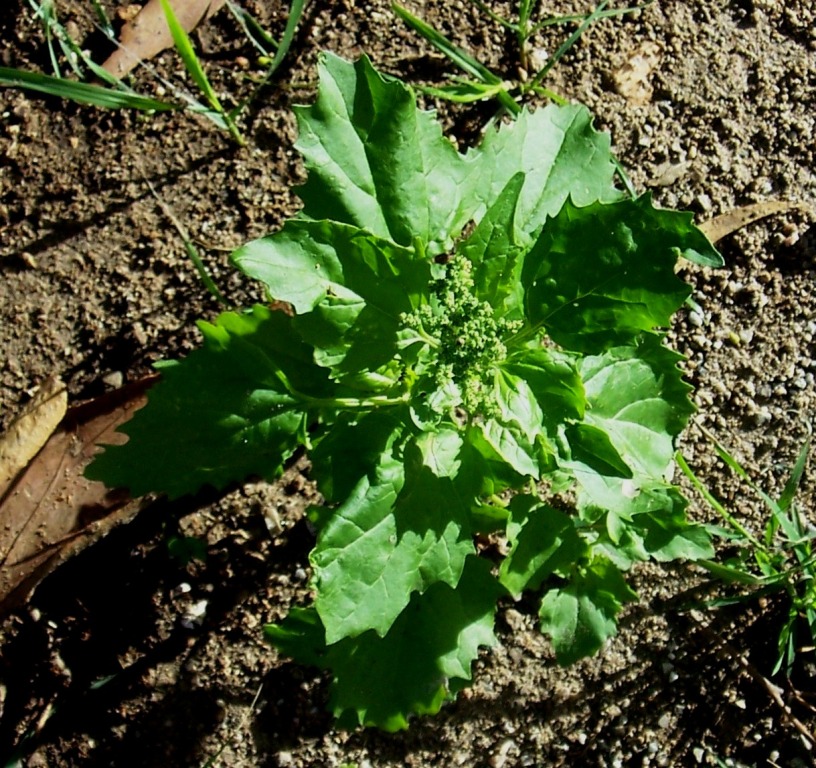 Chenopodium