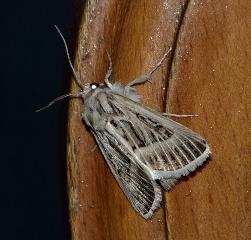 bel noctuidae da identificare!