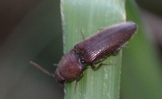 elateride da identificare - Harminius spiniger