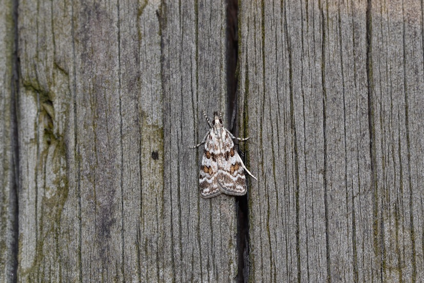 conferma Scoparia pyralella