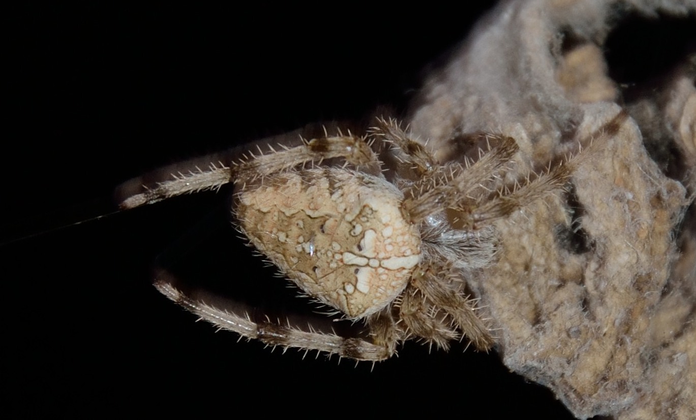 Araneus diadematus