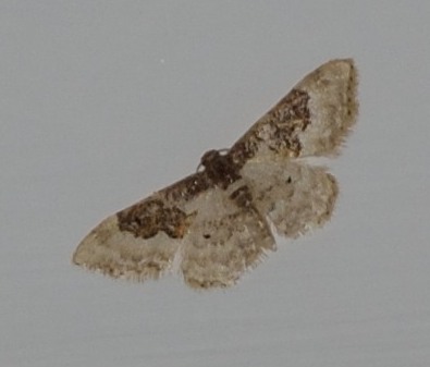 Idaea rusticata