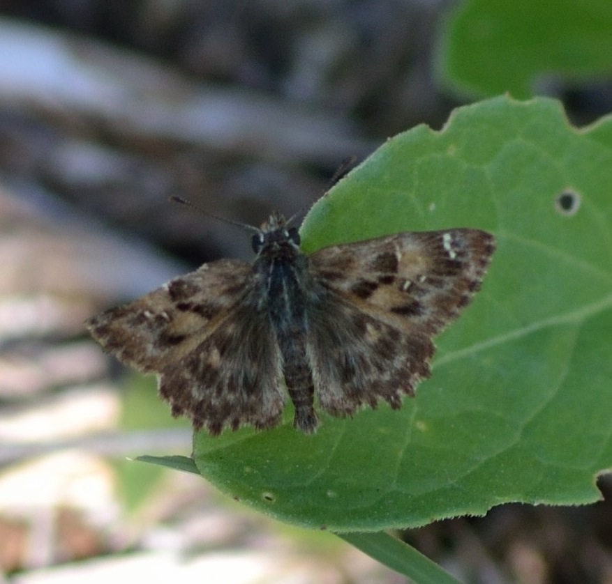 Carcharodus alceae?