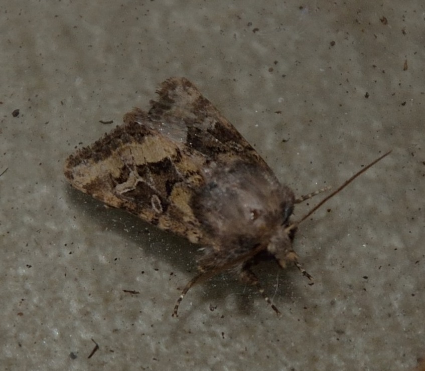 bel noctuidae da identificare