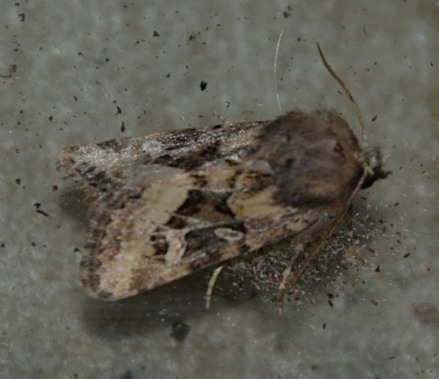 bel noctuidae da identificare