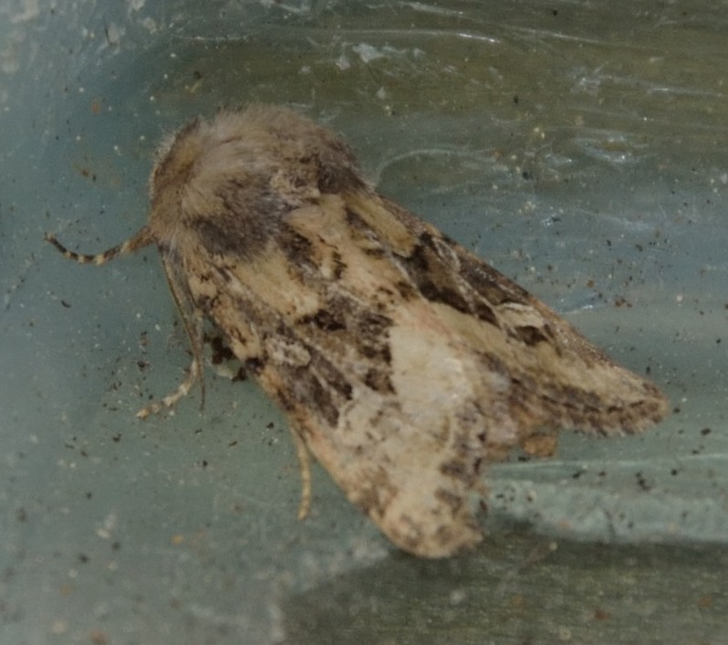 bel noctuidae da identificare