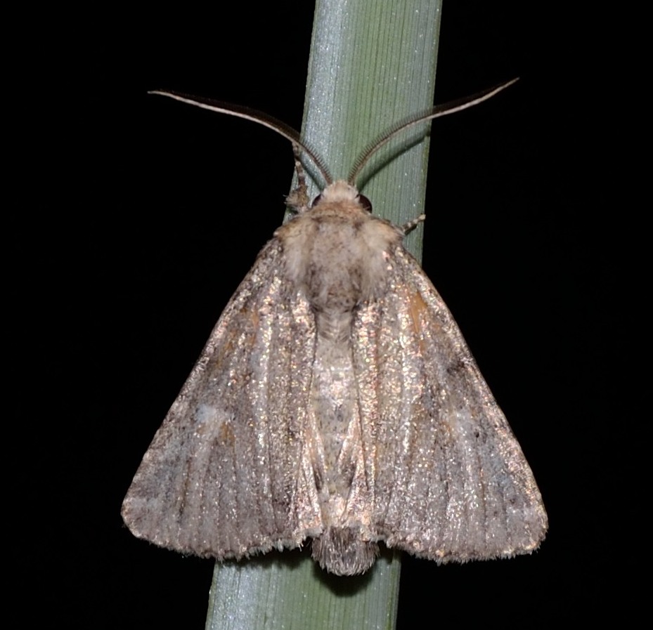 noctuidae da identificare