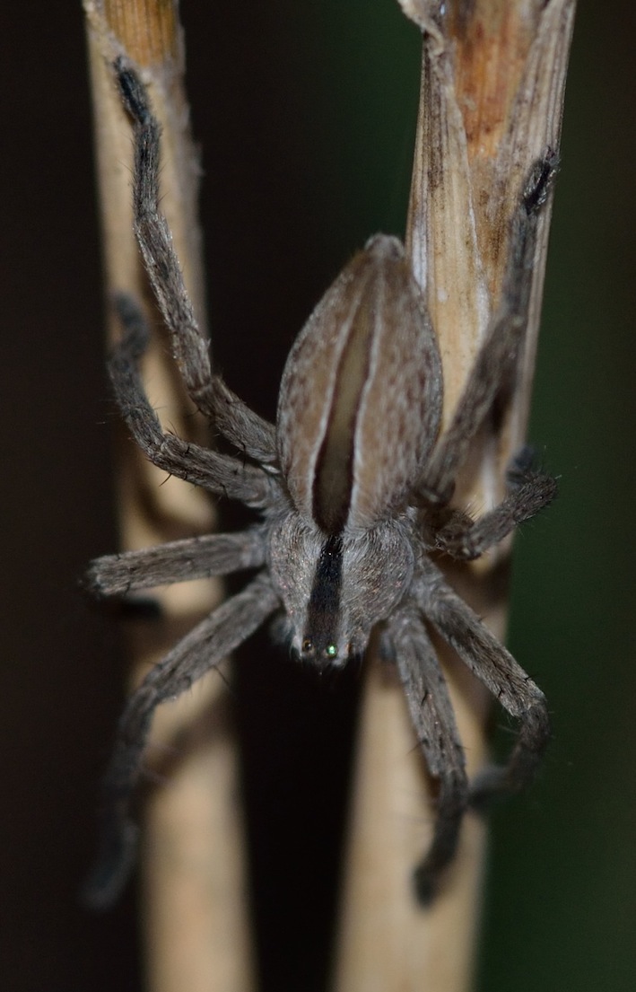 Micrommata sp.