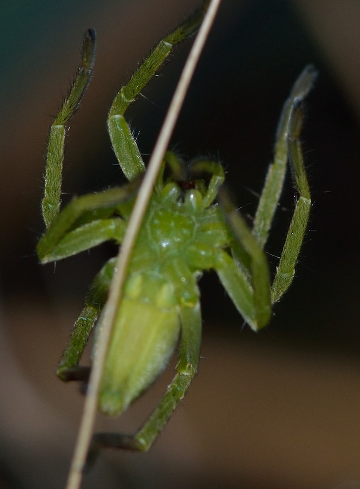 Micrommata ligurina