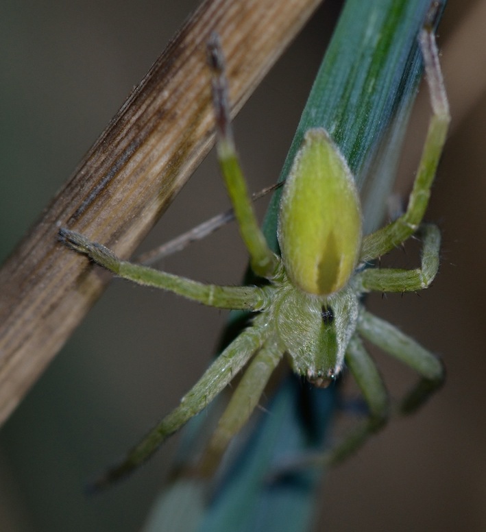 Micrommata ligurina