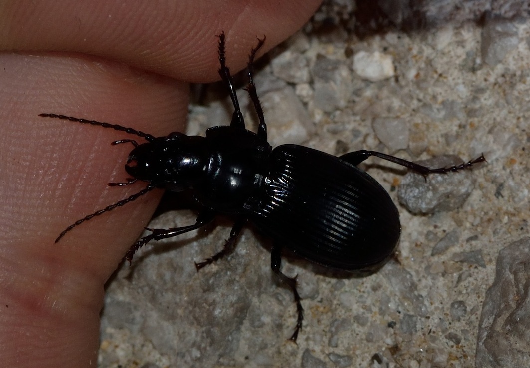 Carabus? no, Pterostichus melas