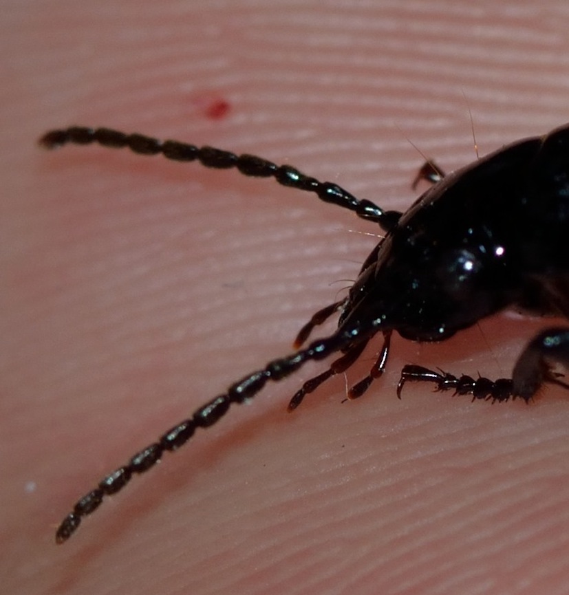 Carabus? no, Pterostichus melas