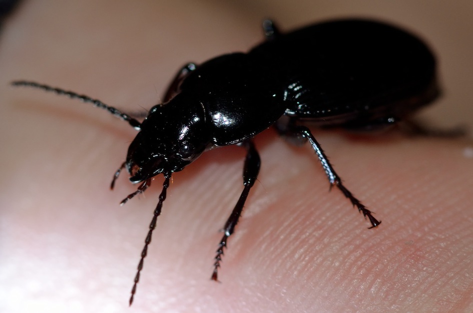 Carabus? no, Pterostichus melas