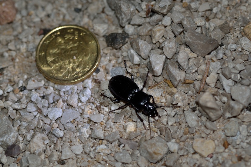 Carabus? no, Pterostichus melas