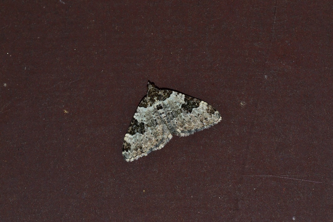 Epirrhoe alternata? No, Xanthorhoe fluctuata