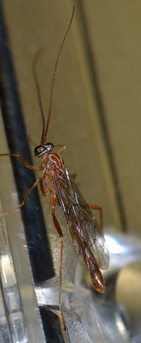 Netelia sp. (Ichneumonidae)