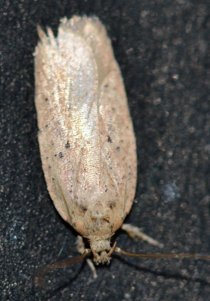 Agonopterix?