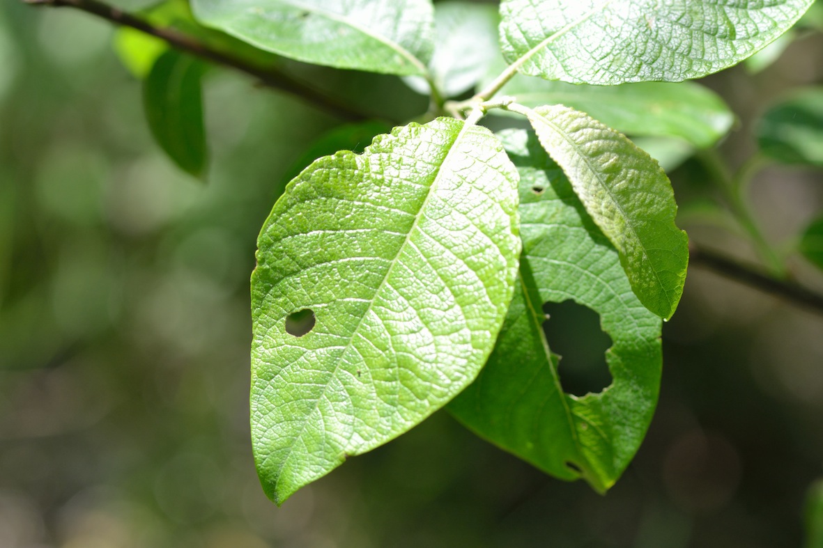 Salix caprea ?