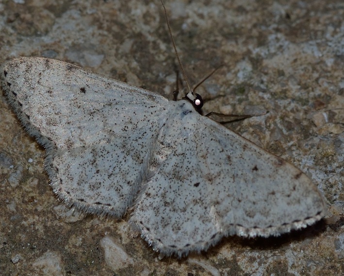 Idaea seriata?