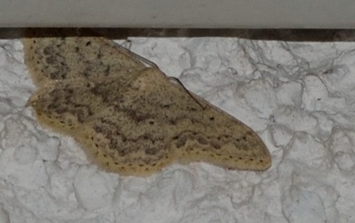 Idaea?