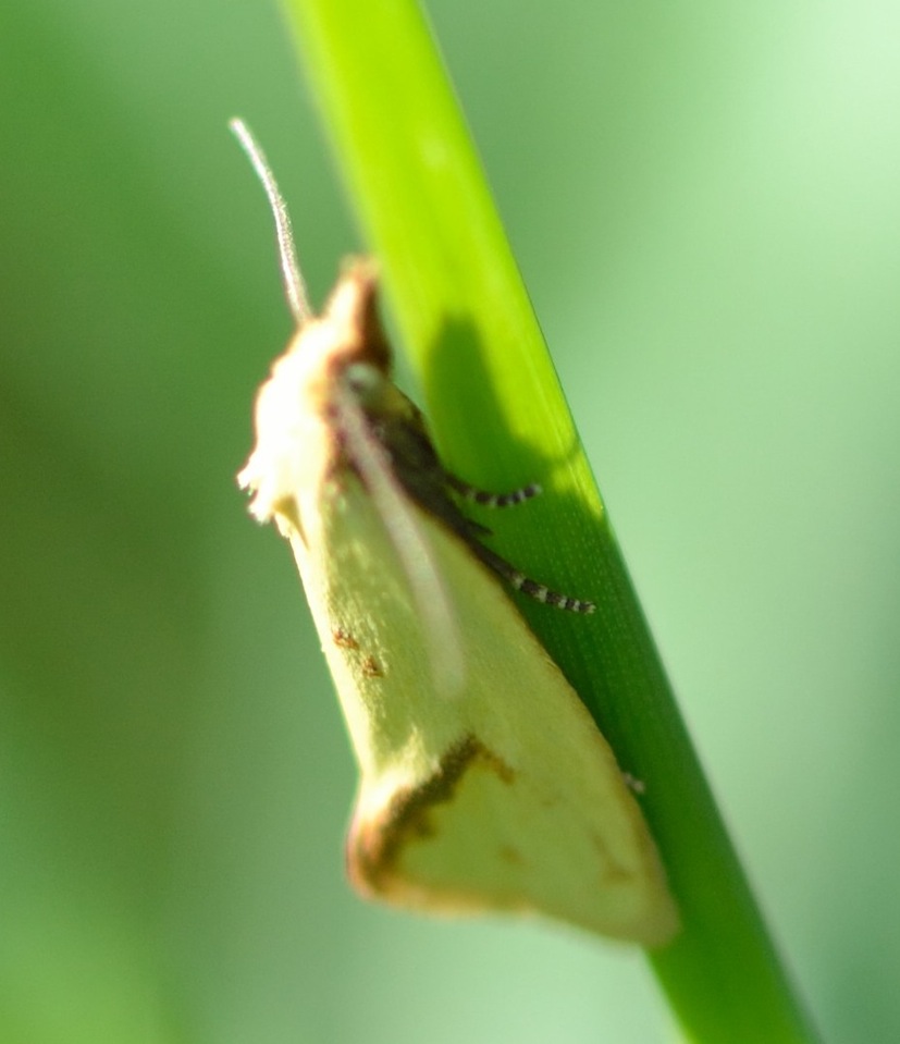 lepidottero con faccina sorridente da identificare