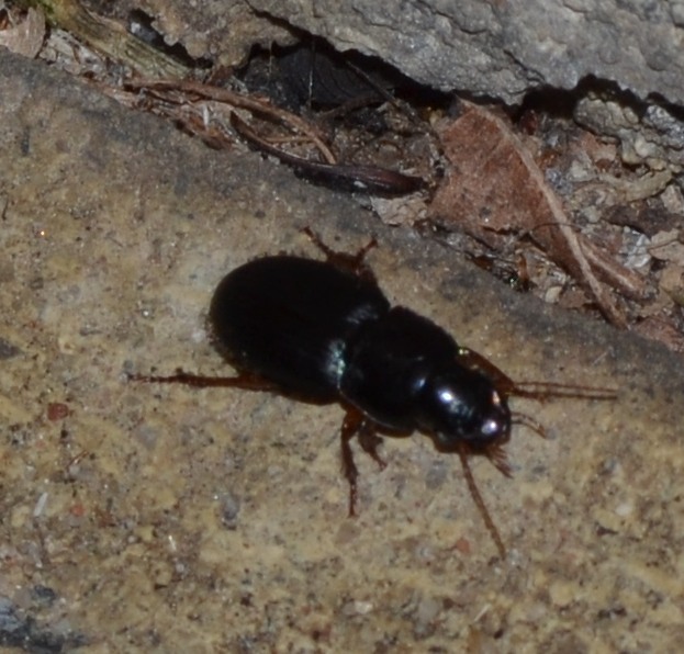 Harpalus affinis