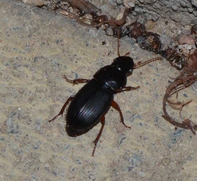 Harpalus affinis