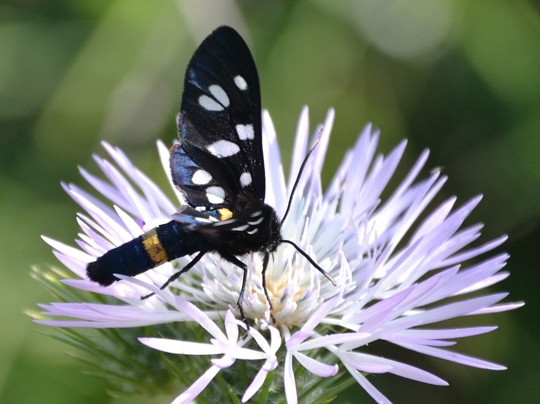 Amata..phegea Sicilia