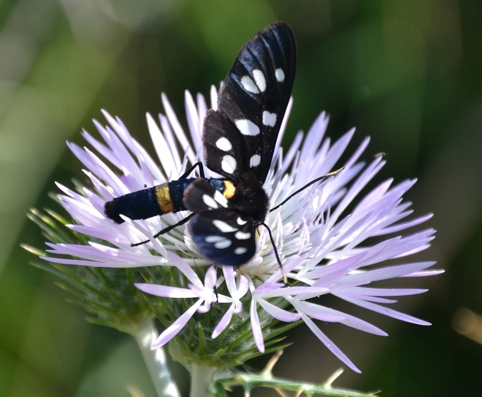 Amata..phegea Sicilia