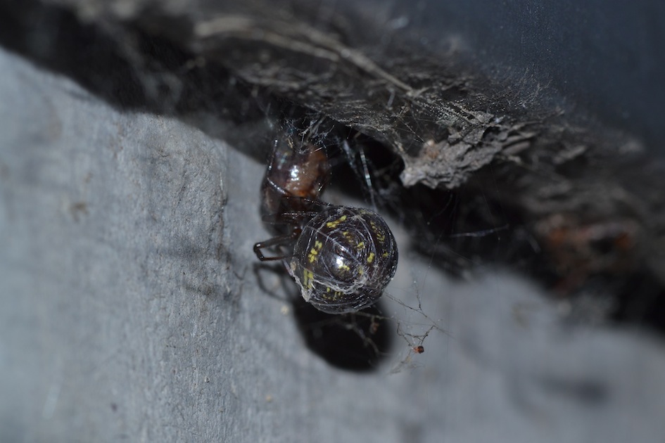 Steatoda bipunctata - Danimarca