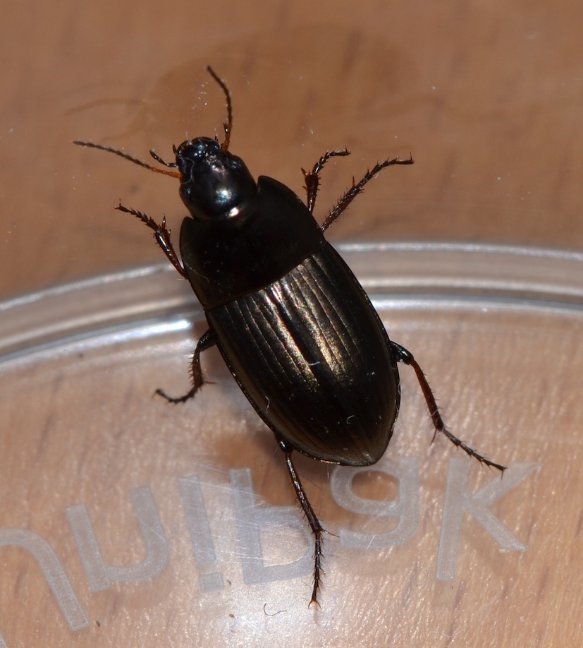 Harpalus affinis? no... Amara aenea