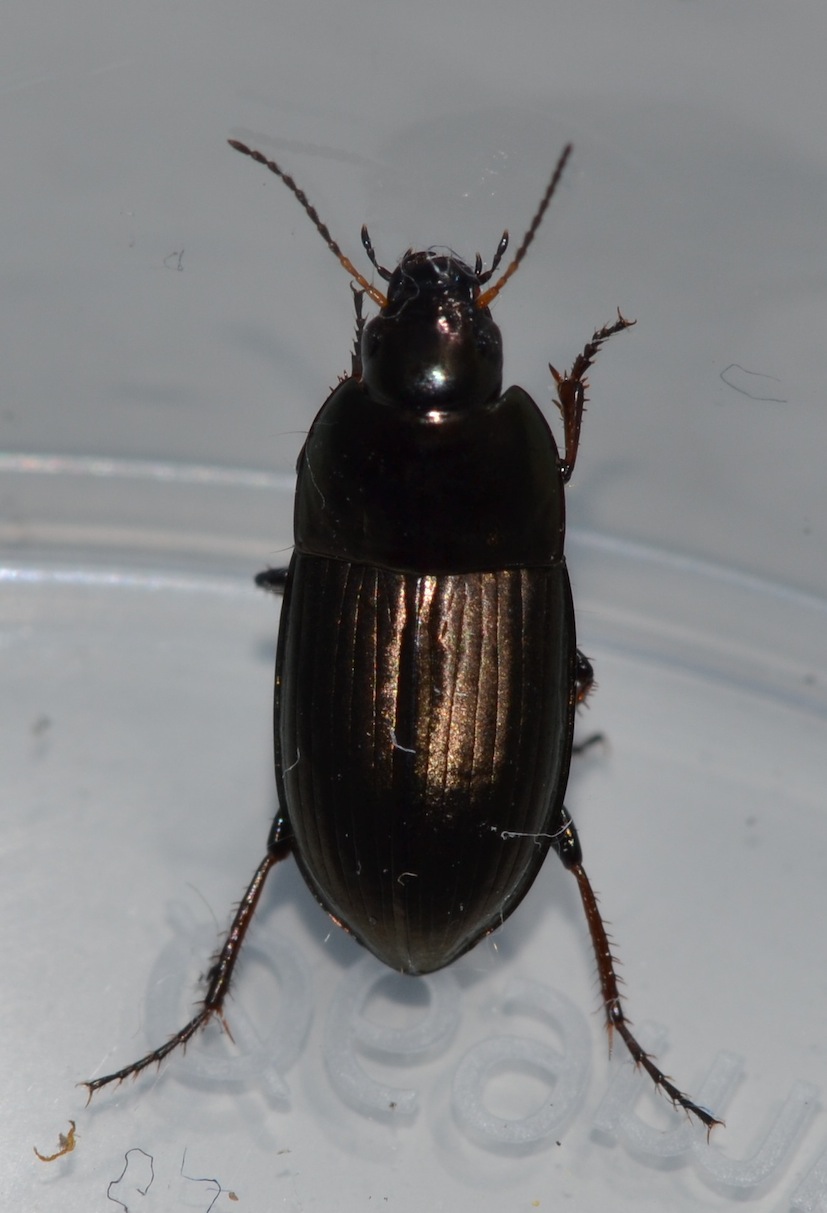 Harpalus affinis? no... Amara aenea