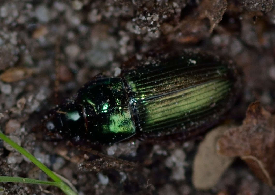 Harpalus affinis