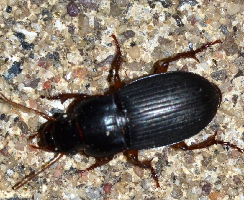 Harpalus rubripes