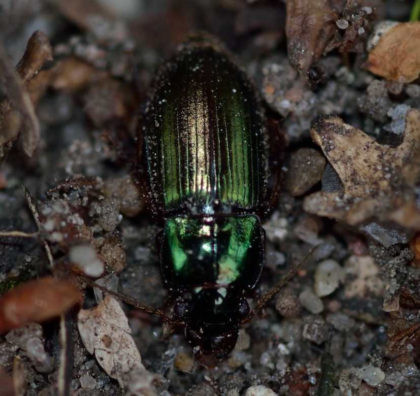 Harpalus affinis