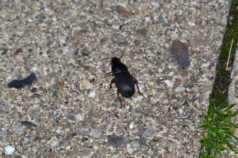 Harpalus rubripes