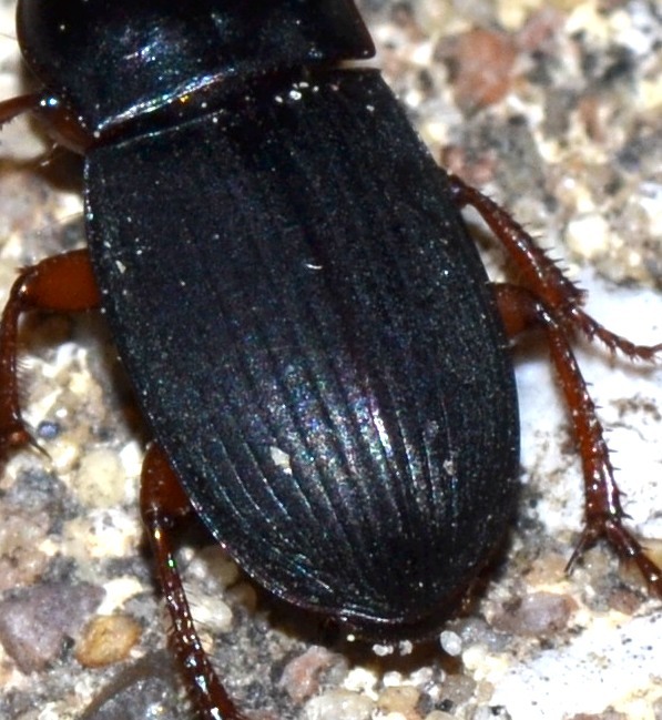 Harpalus rubripes