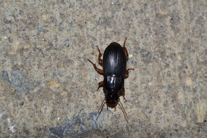 Harpalus rubripes