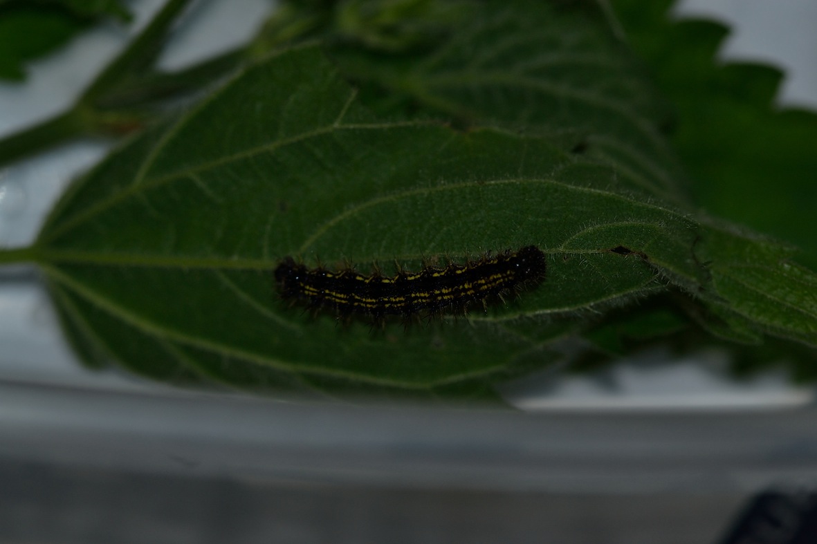 Aglais urticae? e consigli per l''allevamento