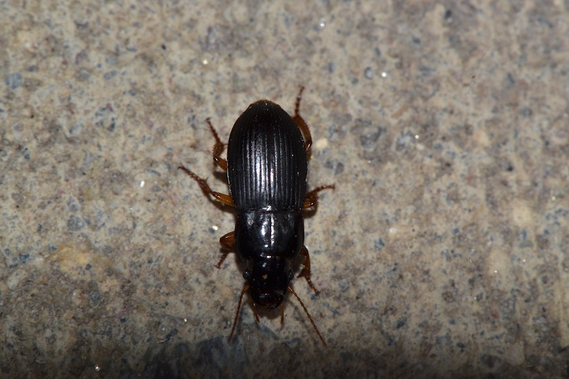 Harpalus rubripes