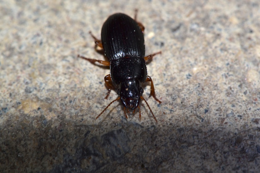 Harpalus rubripes