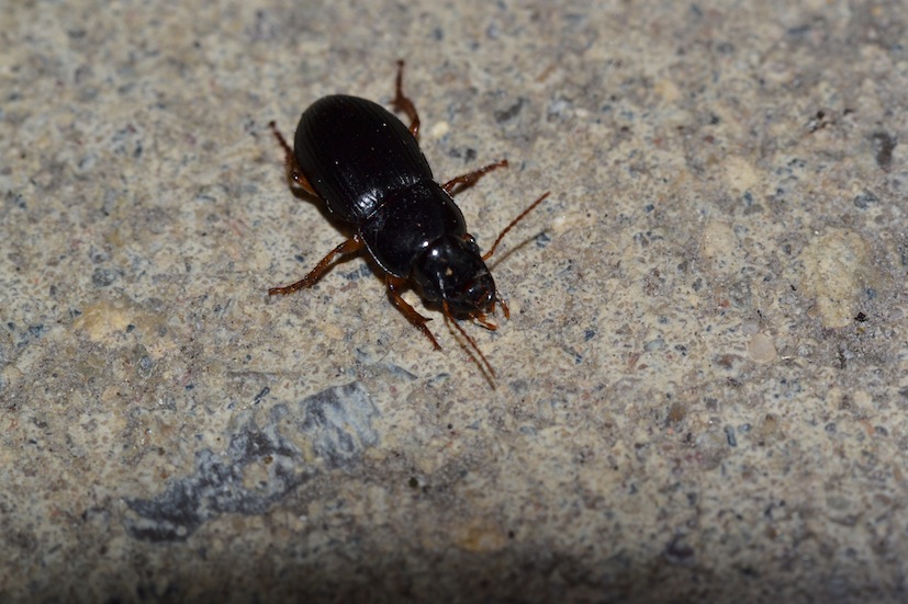 Harpalus rubripes